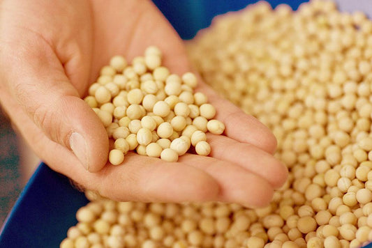 A Vegan-Friendly Protein? Yes, Please! | Sports Nutrition By Max Muscle